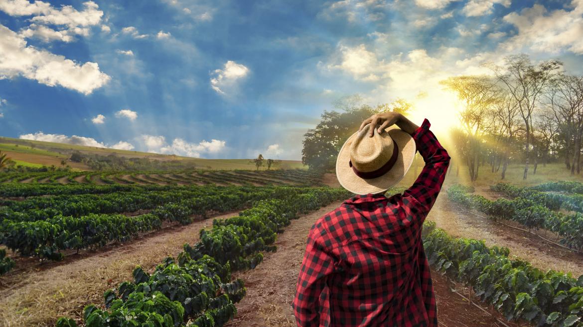 Agricultor con sombrero de paja de espaldas a surcos de viñedo