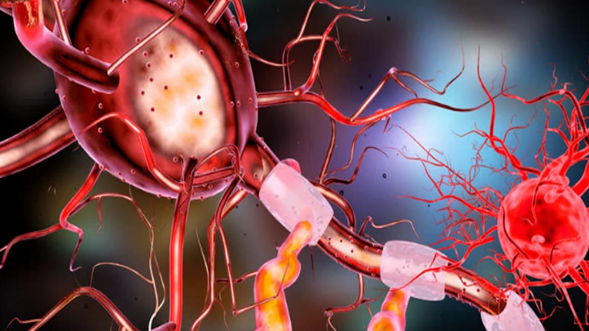 Neurona humana del cerebro. Neurona humana del cerebro.