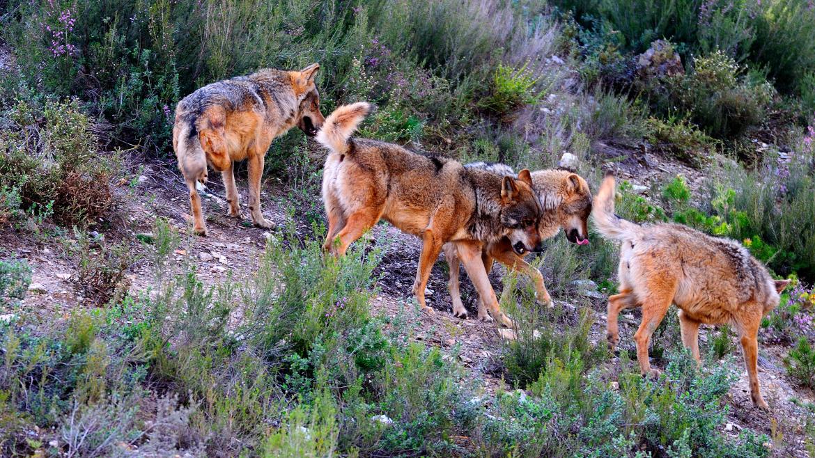 Lobo español