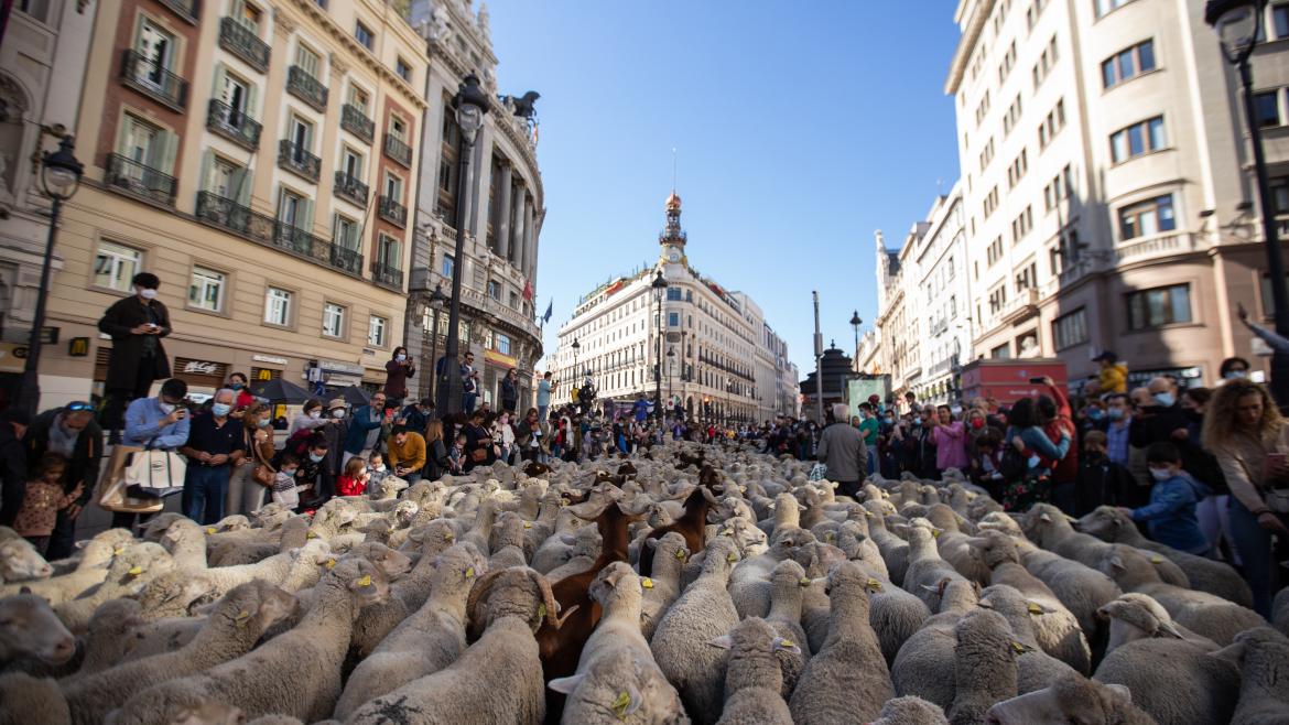 Trashumancia Comunidad de Madrid