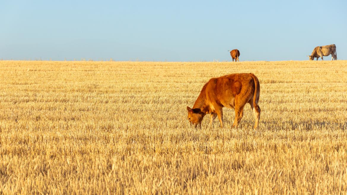 Vaca pastando