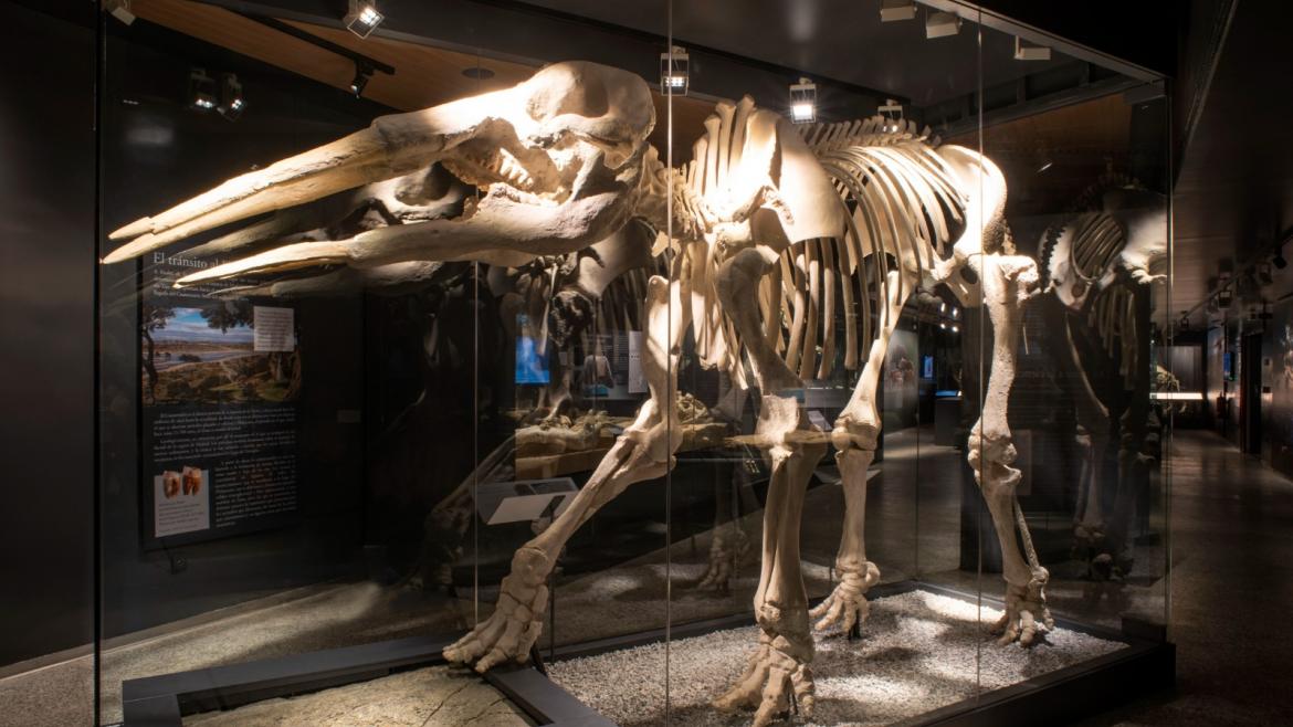 Del 7 al 9 de marzo, contará con un estand propio en la muestra que se celebra en IFEMA la réplica de un dinosaurio de 6 metros