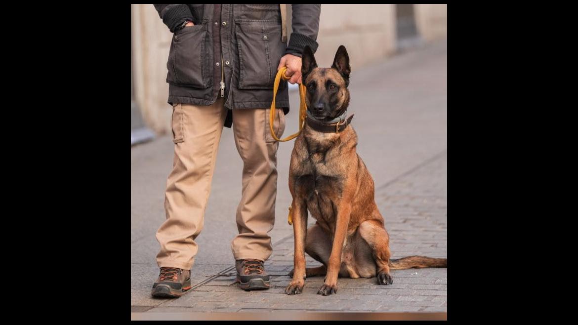 Perro brigada canina