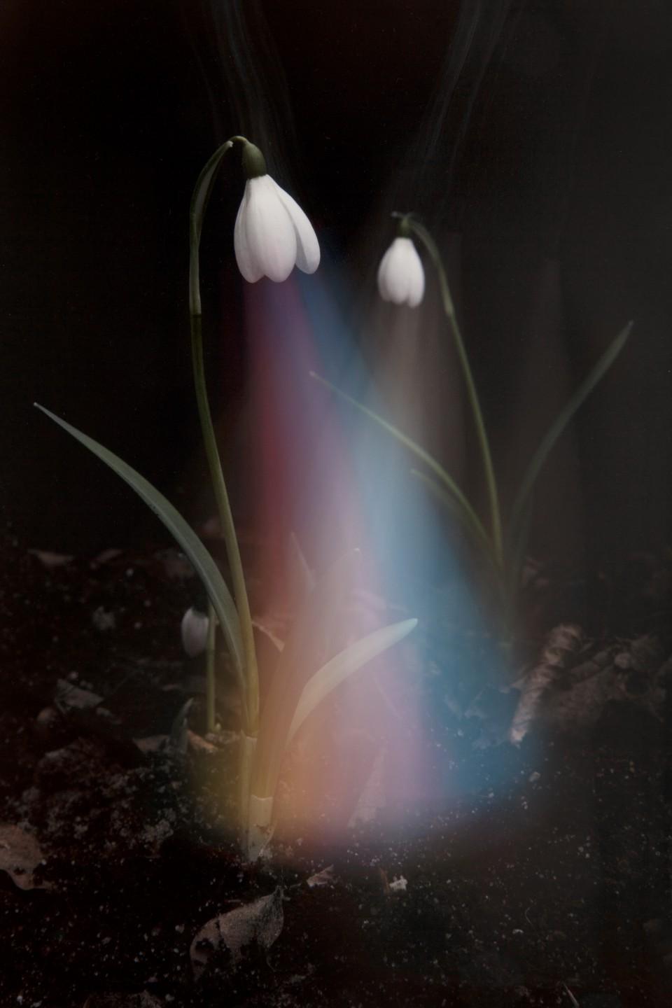 Imagen de una flor hecha con IA