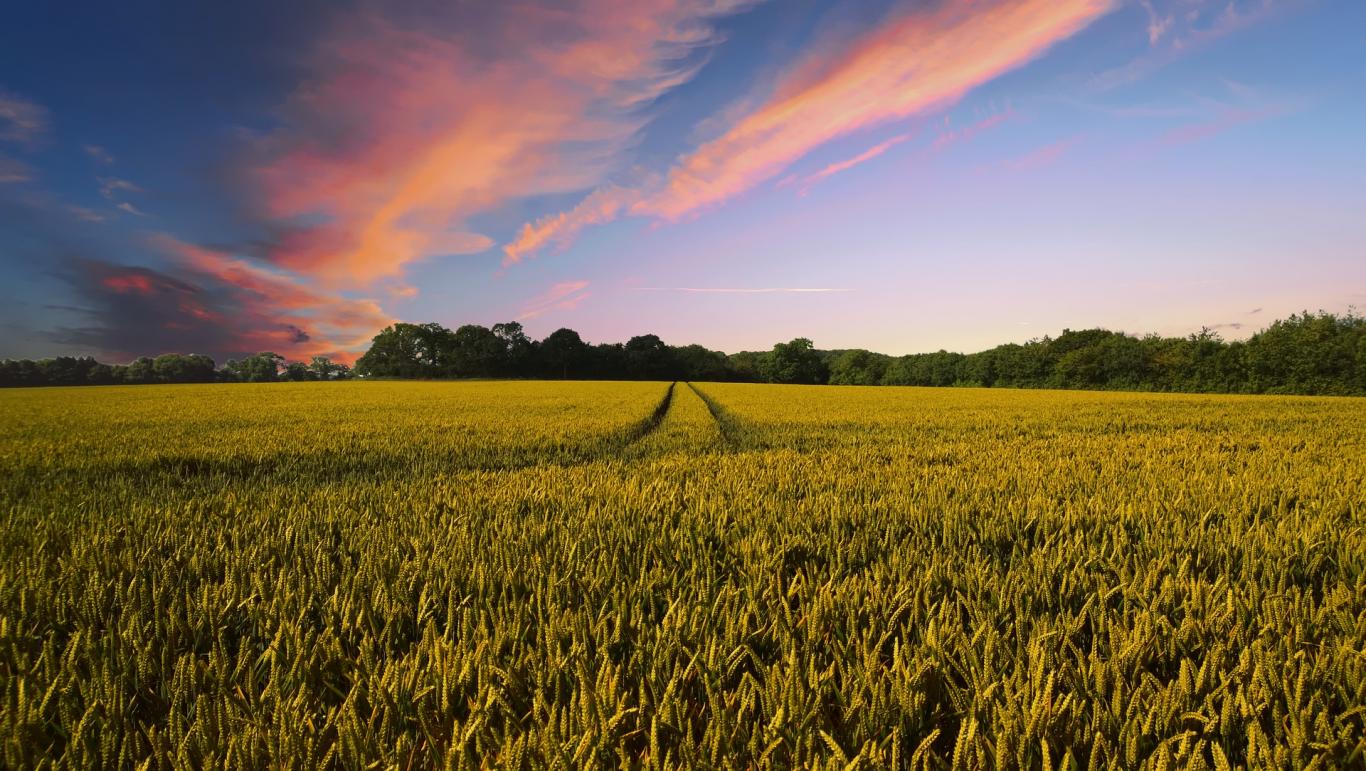 atardecer campo