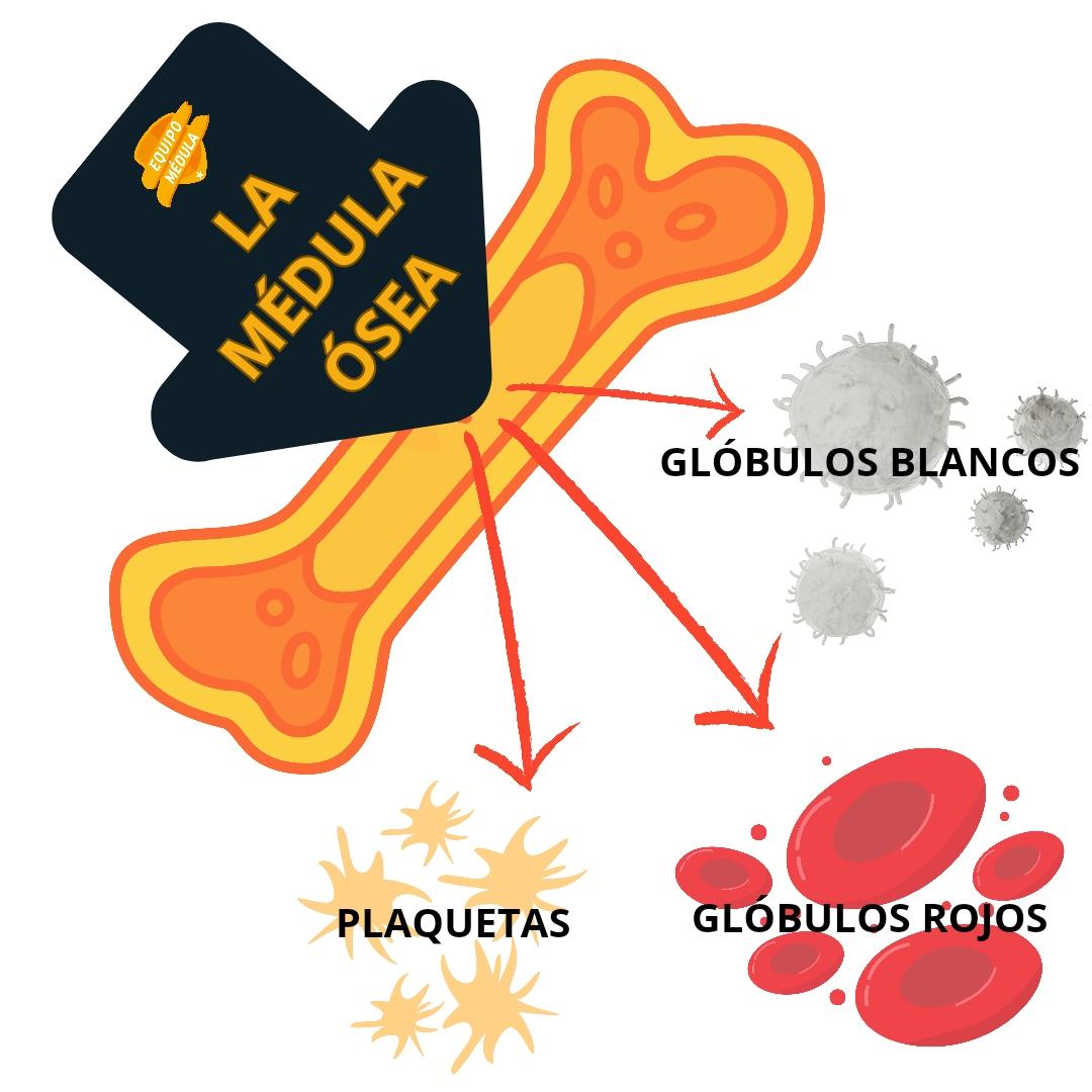 Ilustración de los huesos de la cadera, médula ósea y células sanguíneas
