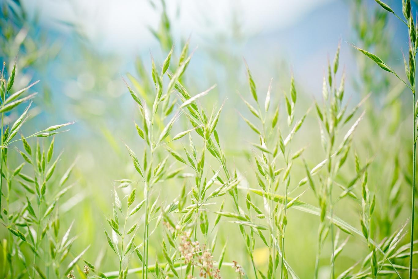 Gramíneas (Poaceae)