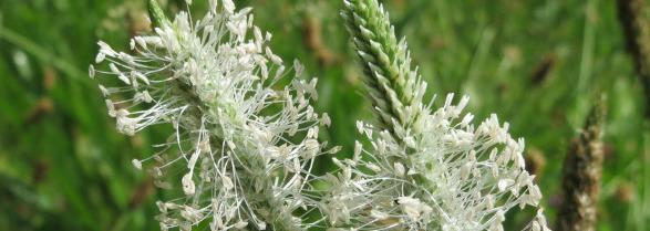 Primer plano de flores de plantago o llantenes