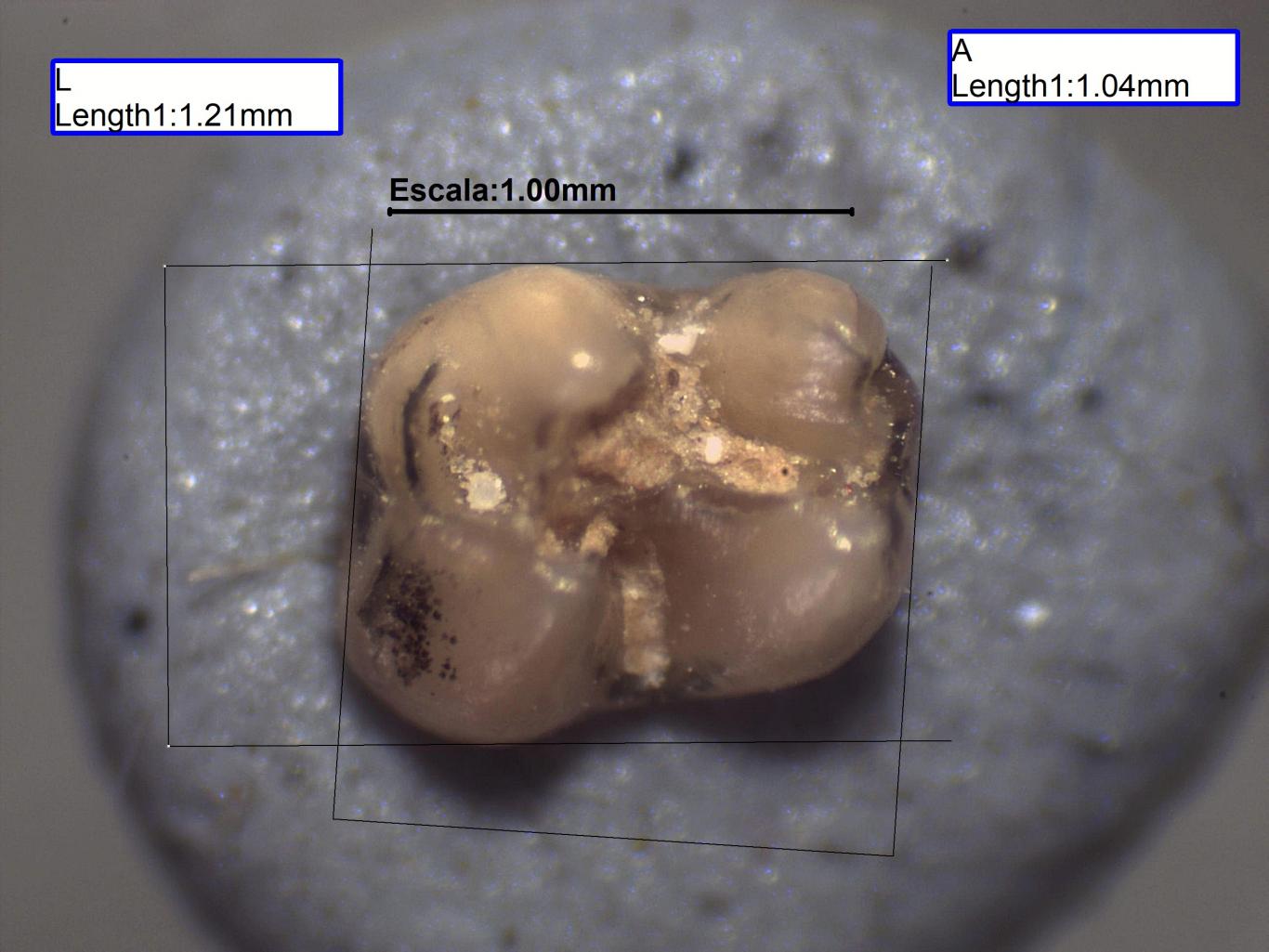 Imagen de segundo molar inferior de Megacricetodon collongensis