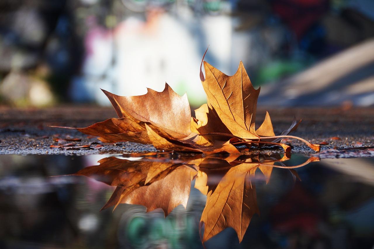 Hoja caída Hoja caída sobre un charco en otoño