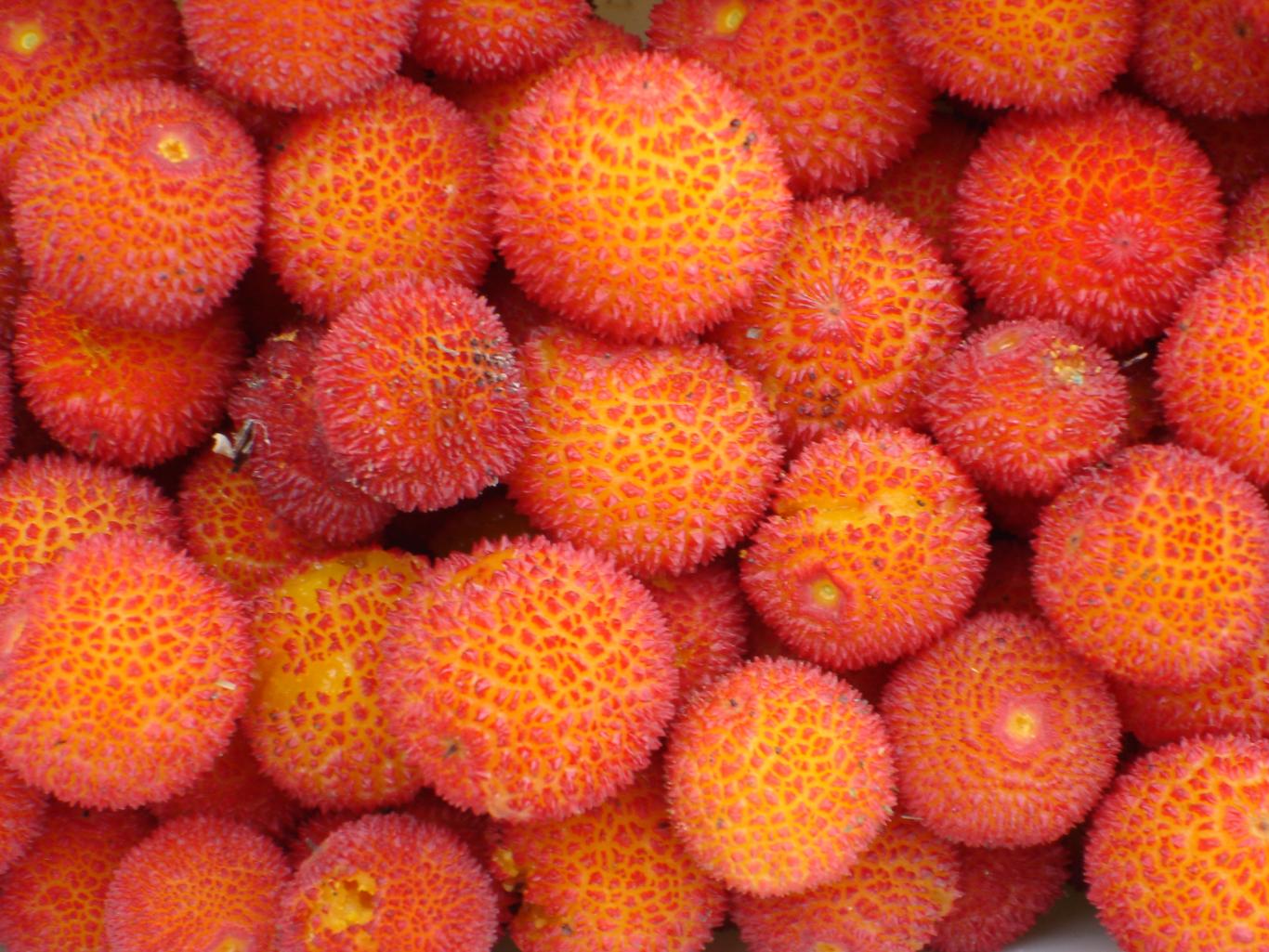 Frutos de madroño