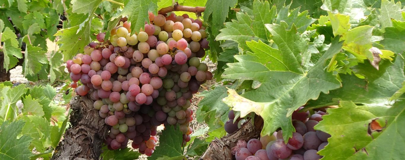 Uvas Jaén Rosado Racimo de uvas de la variedad Jaén Rosado