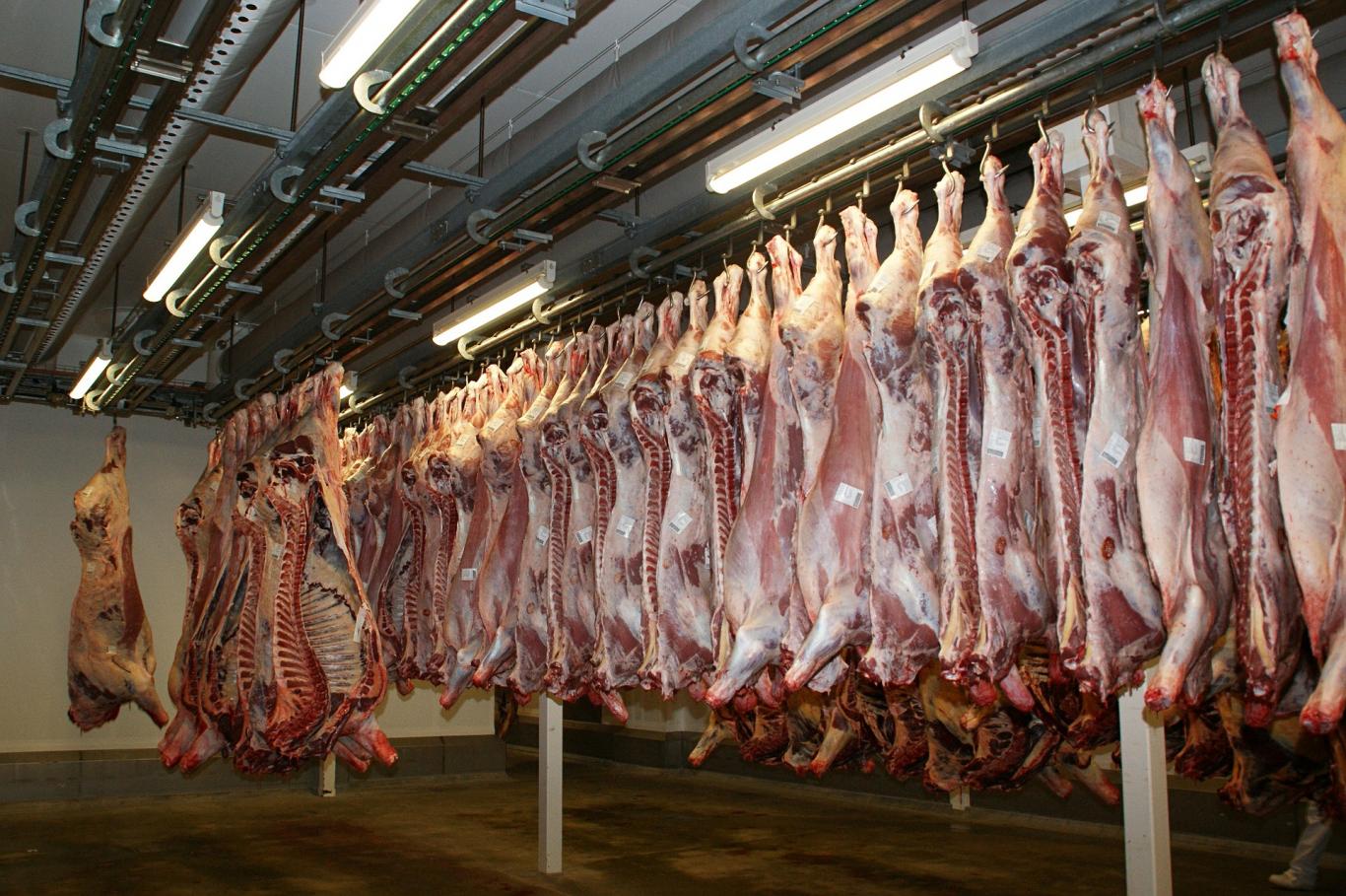 Canales de carne
