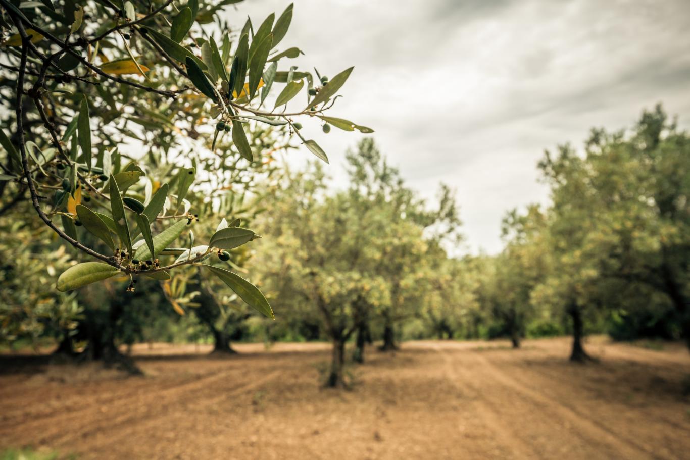 Imagen de olivar madrileño
