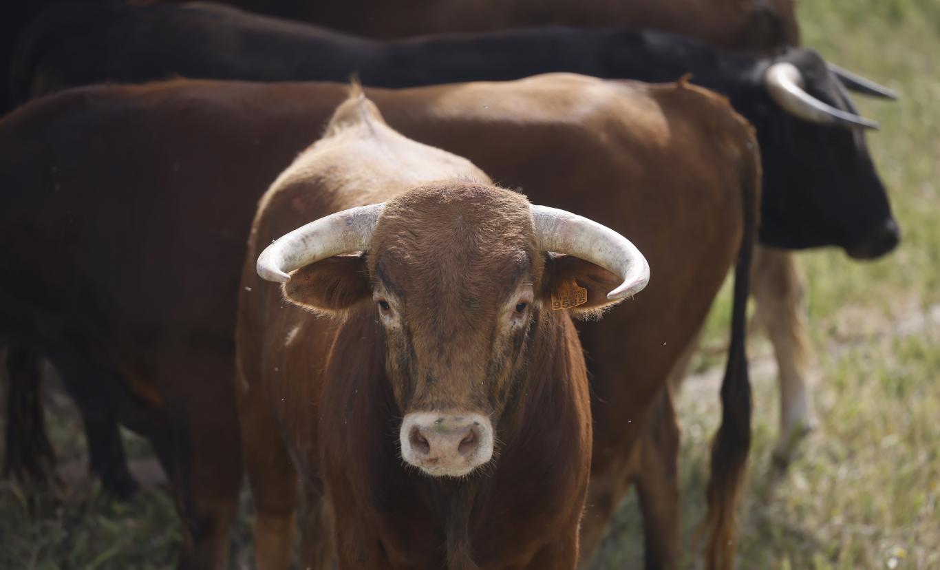 Imagen de toro bravo