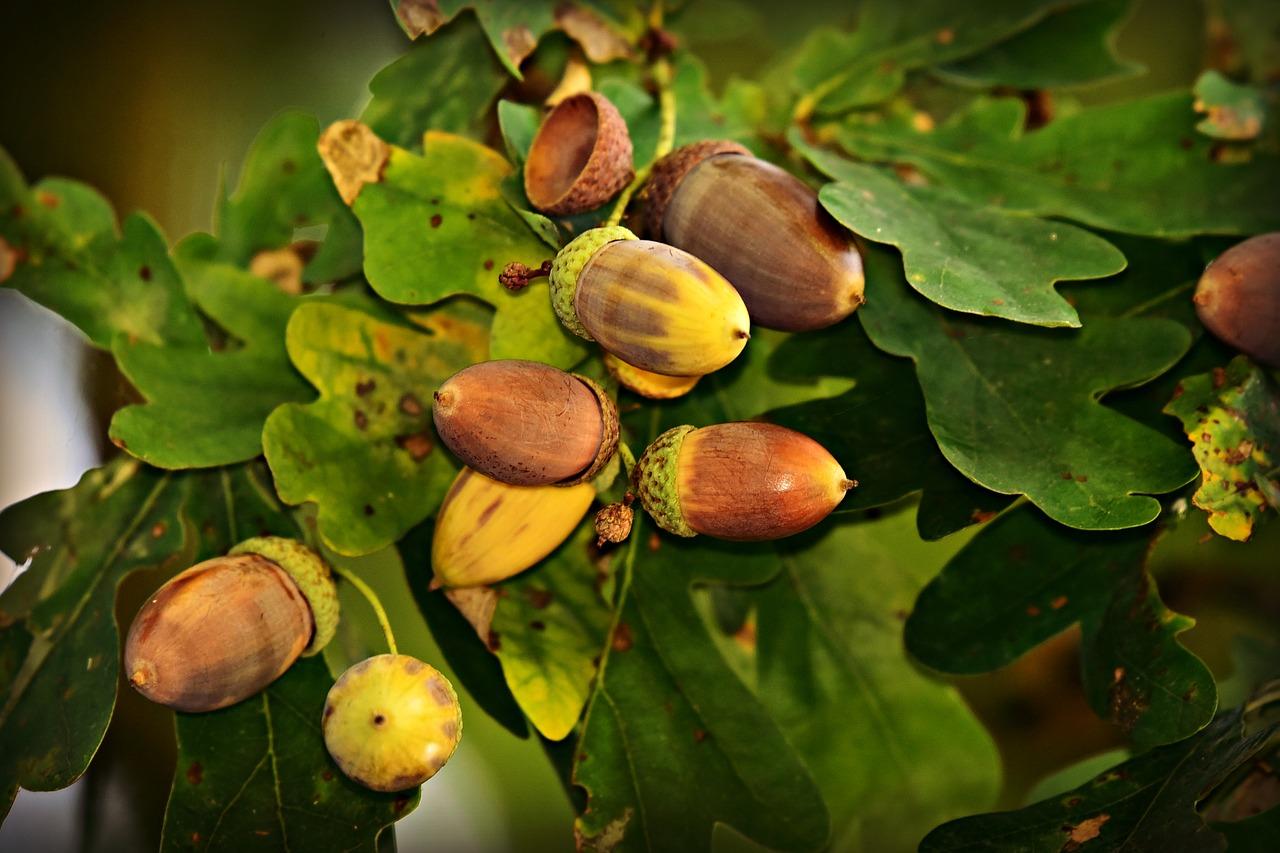 Bellotas en árbol Bellotas en árbol