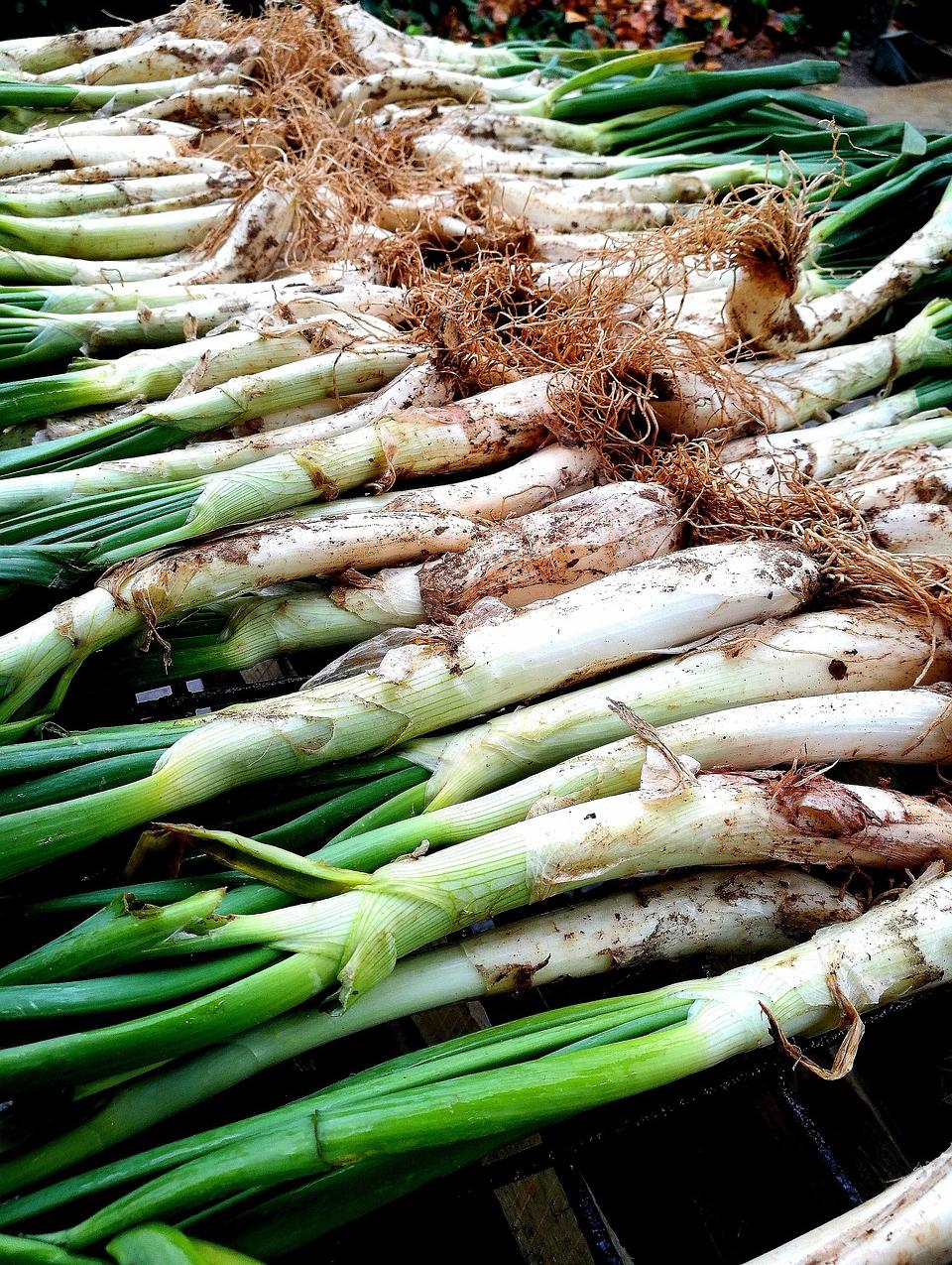 Primer plano de calçot