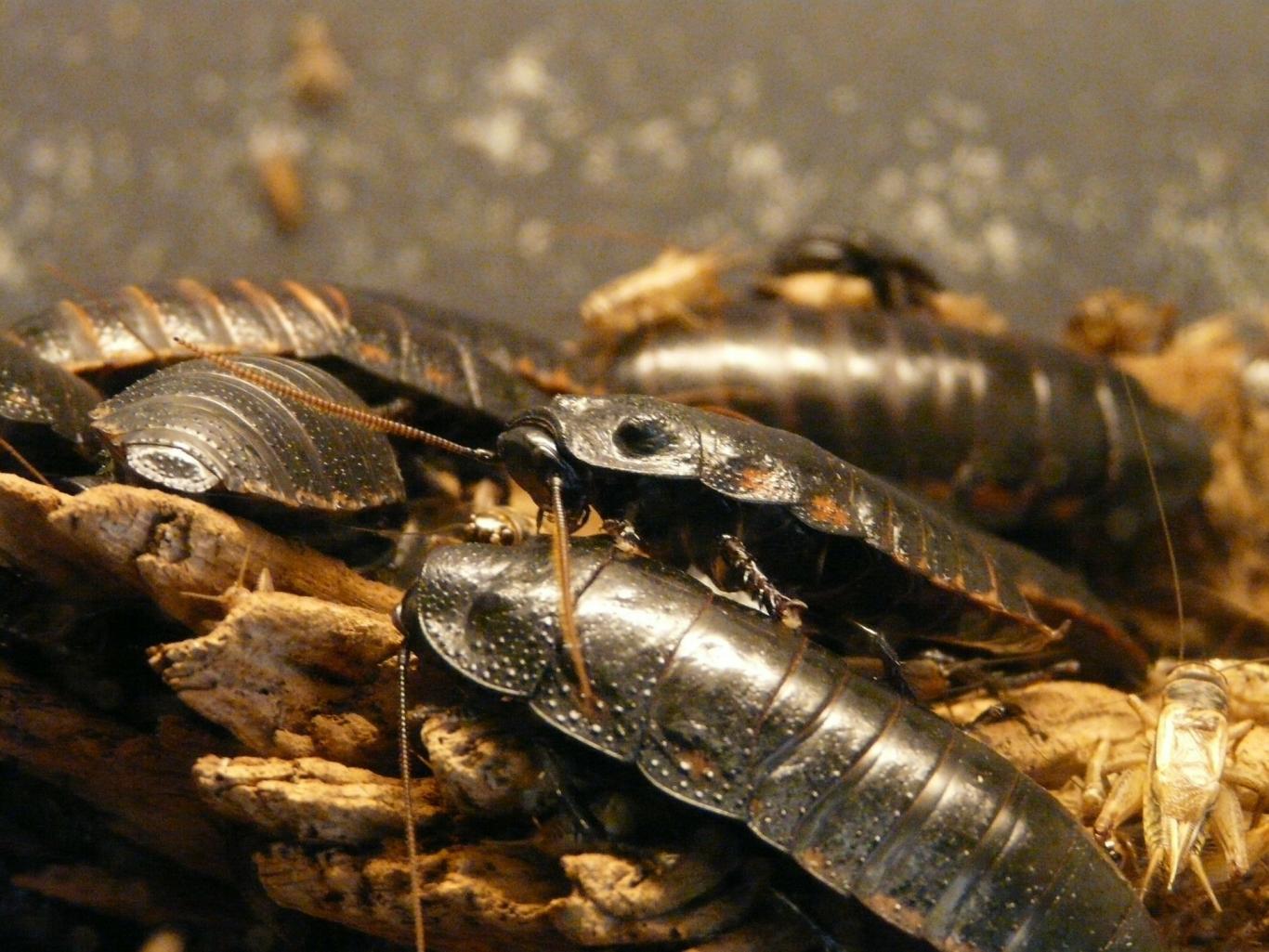 Varias cucarachas grandes sobre hojas