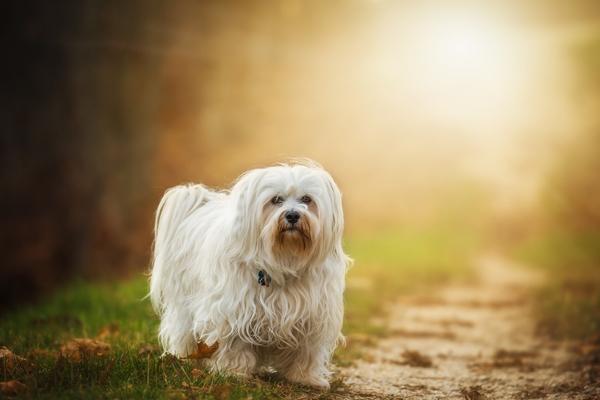 La esterilización aumenta su esperanza de vida