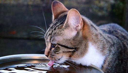 Gatito bebiendo agua