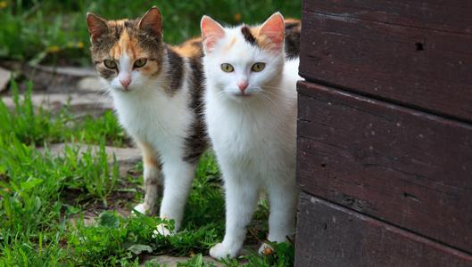 Gatos