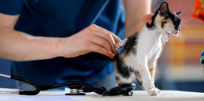 Vacunación de animales domésticos