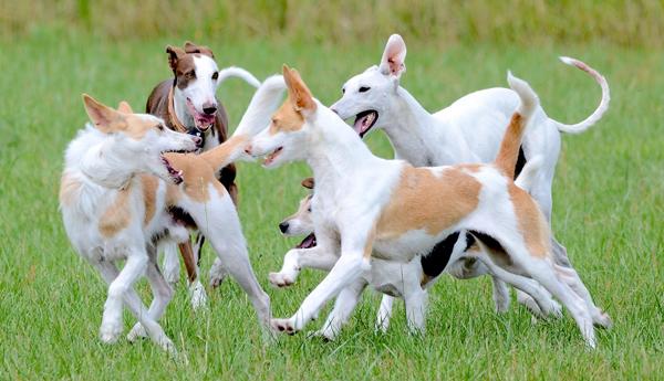 Beneficios de la esterilización