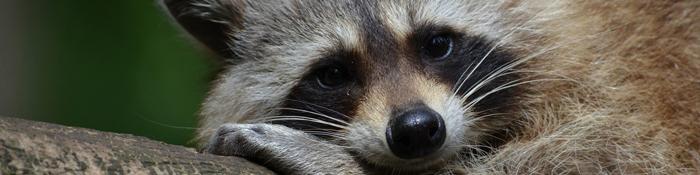 IMAGEN MAPACHE