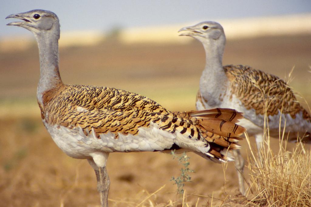Fauna_Avutardas Fauna_Avutardas