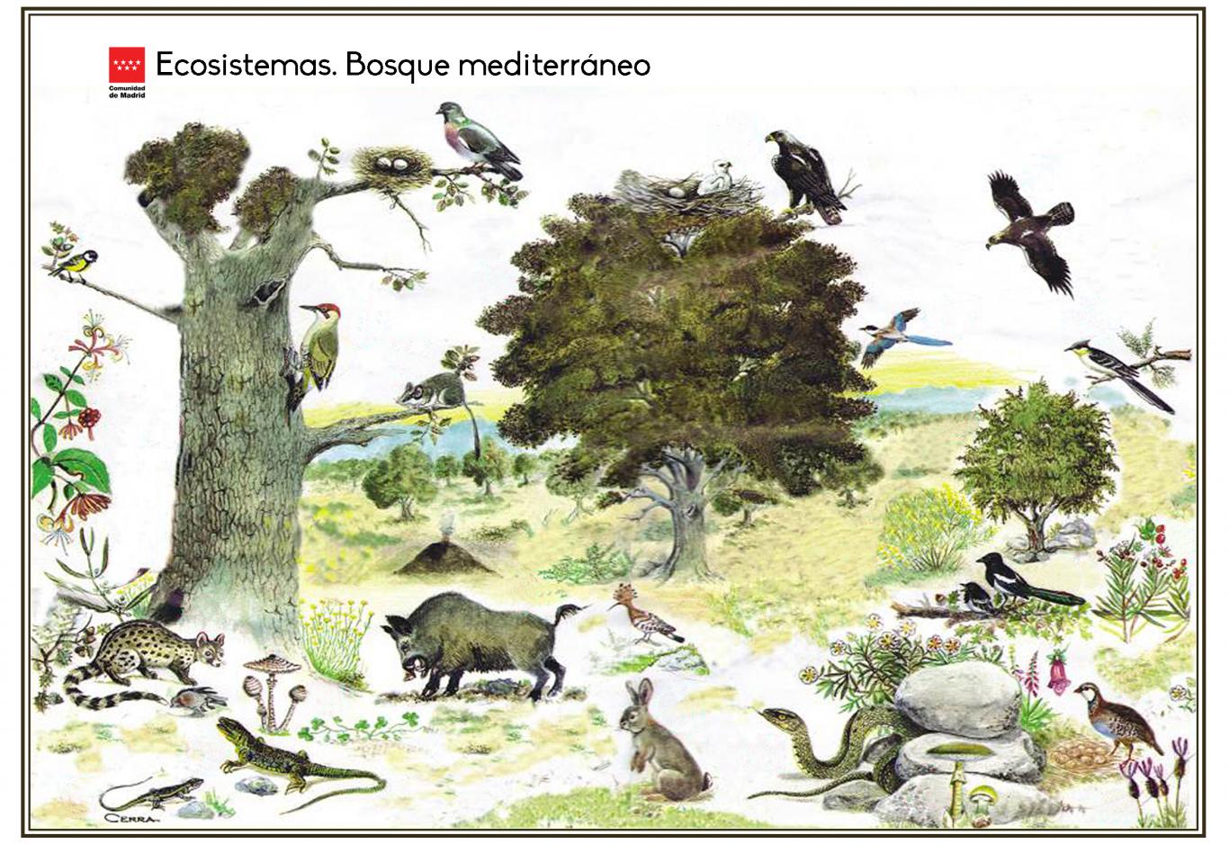 Ecosistemas. Bosque mediterráneo