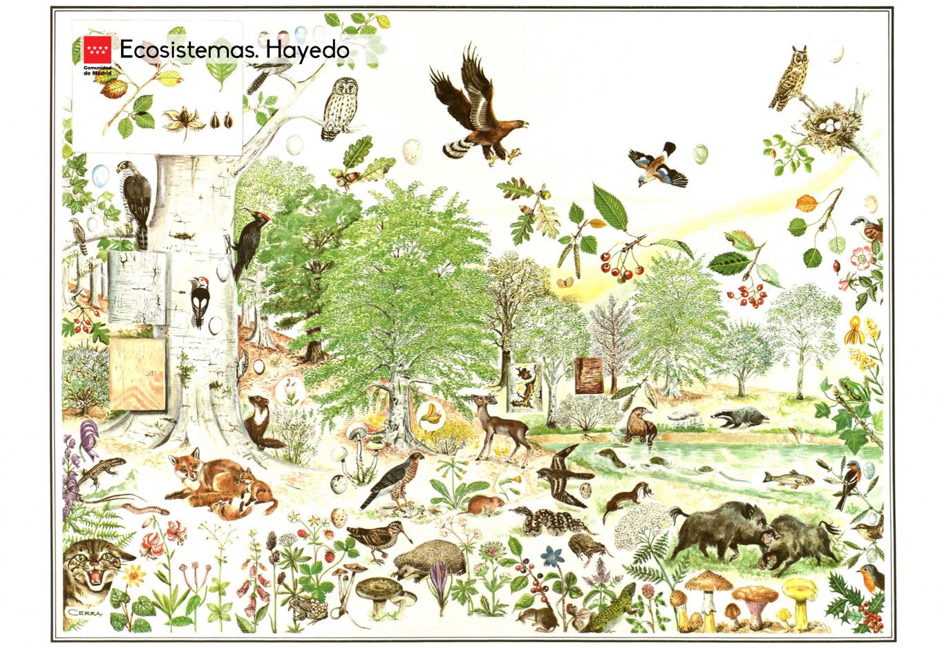 Ecosistemas. Hayedo