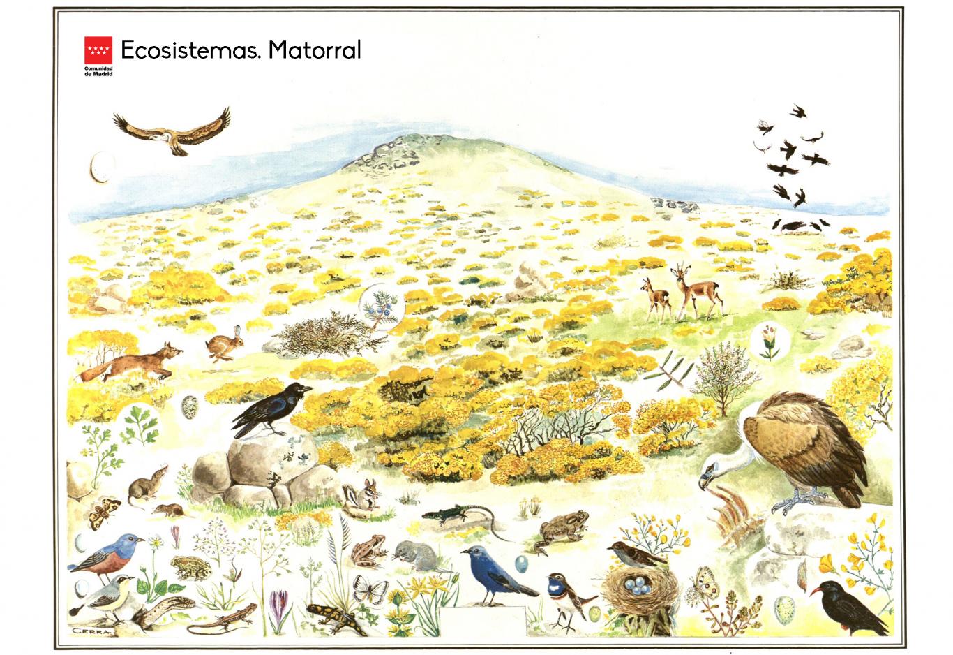 Ecosistemas. Matorral