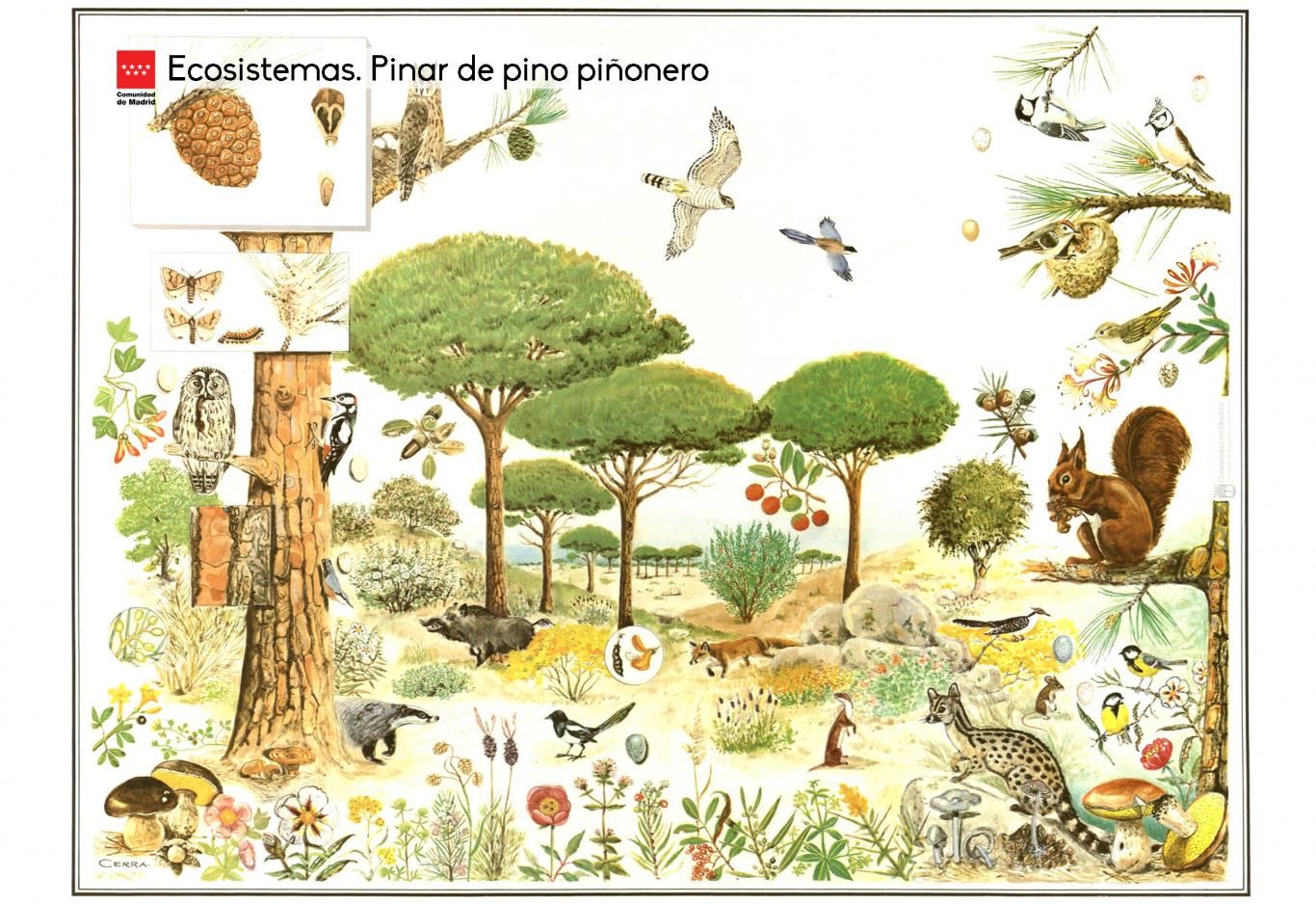 Ecosistemas. Pinar de pino piñonero