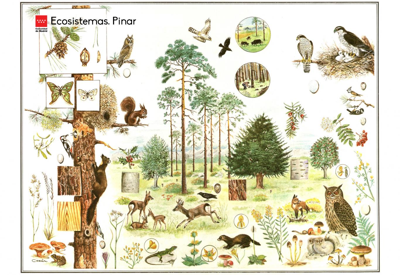 Ecosistemas. Pinar