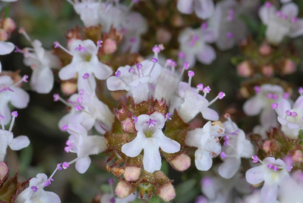 Thymus zygis