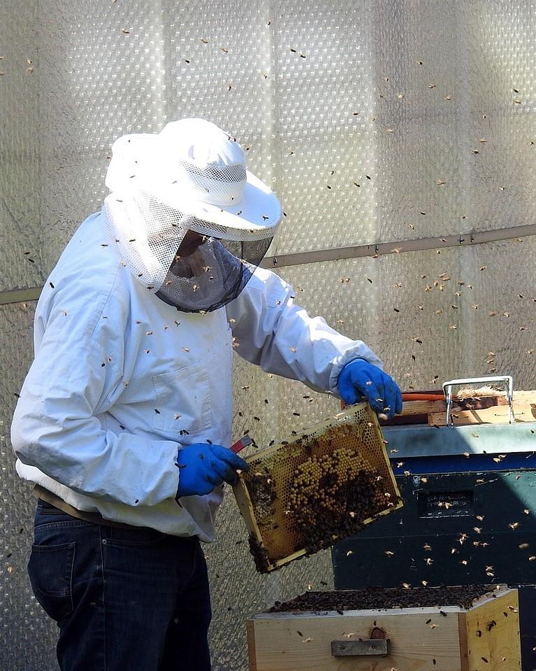 Hombre trabajando en la apicultura
