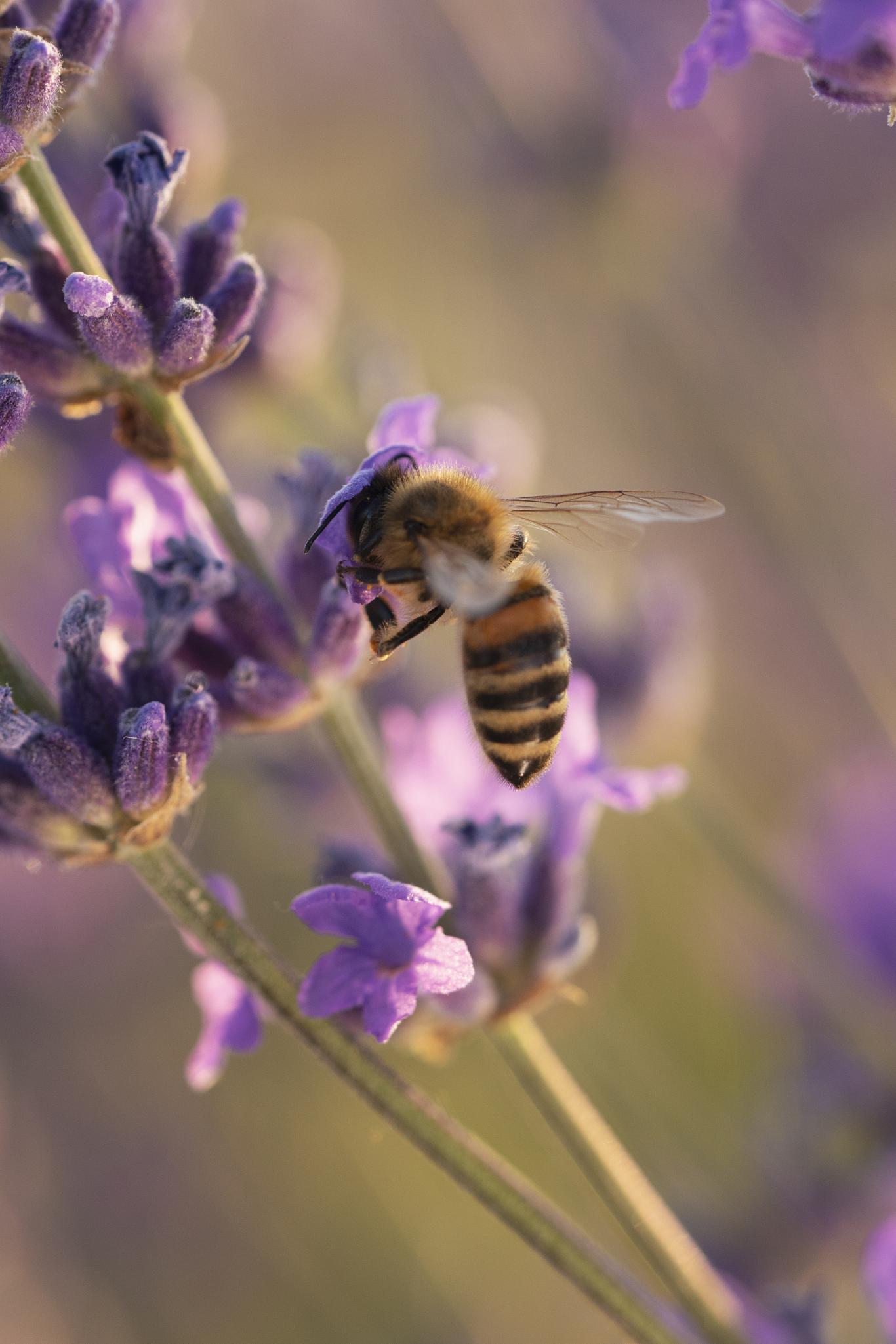 Abeja polinizadora en planta