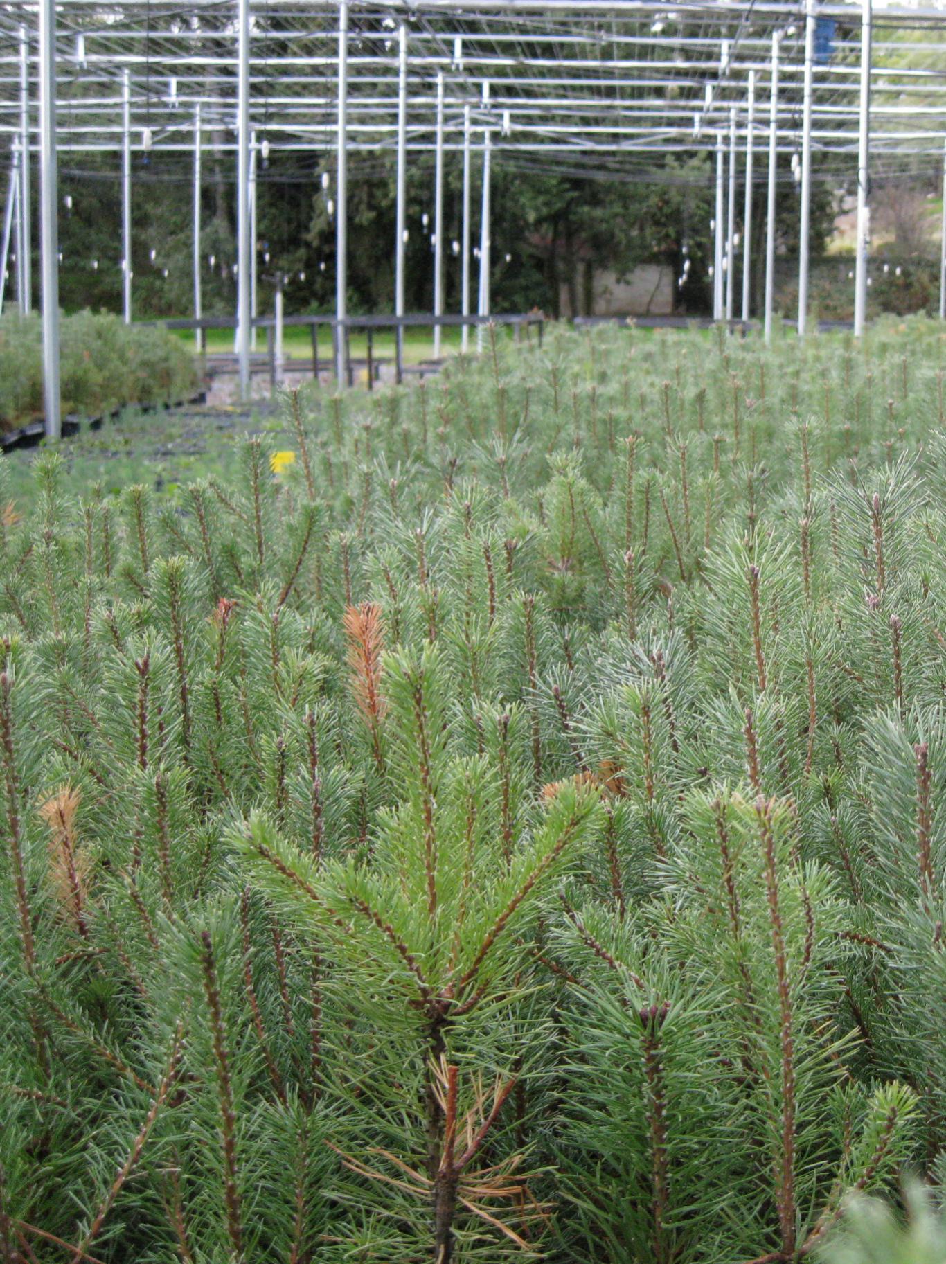 Pinos en umbraculo para repoblacion