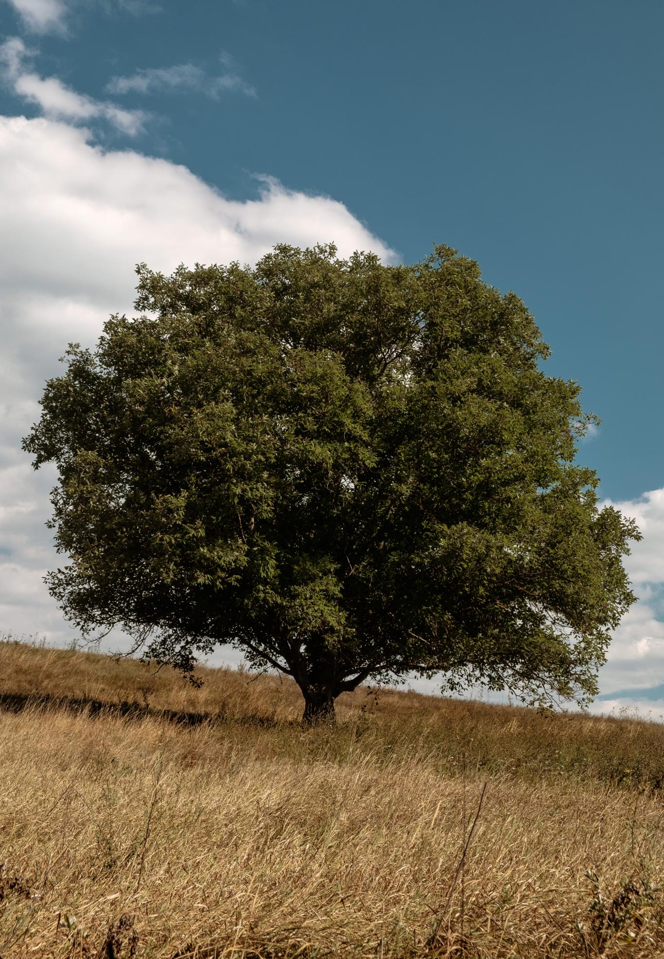 Encina en medio del campo