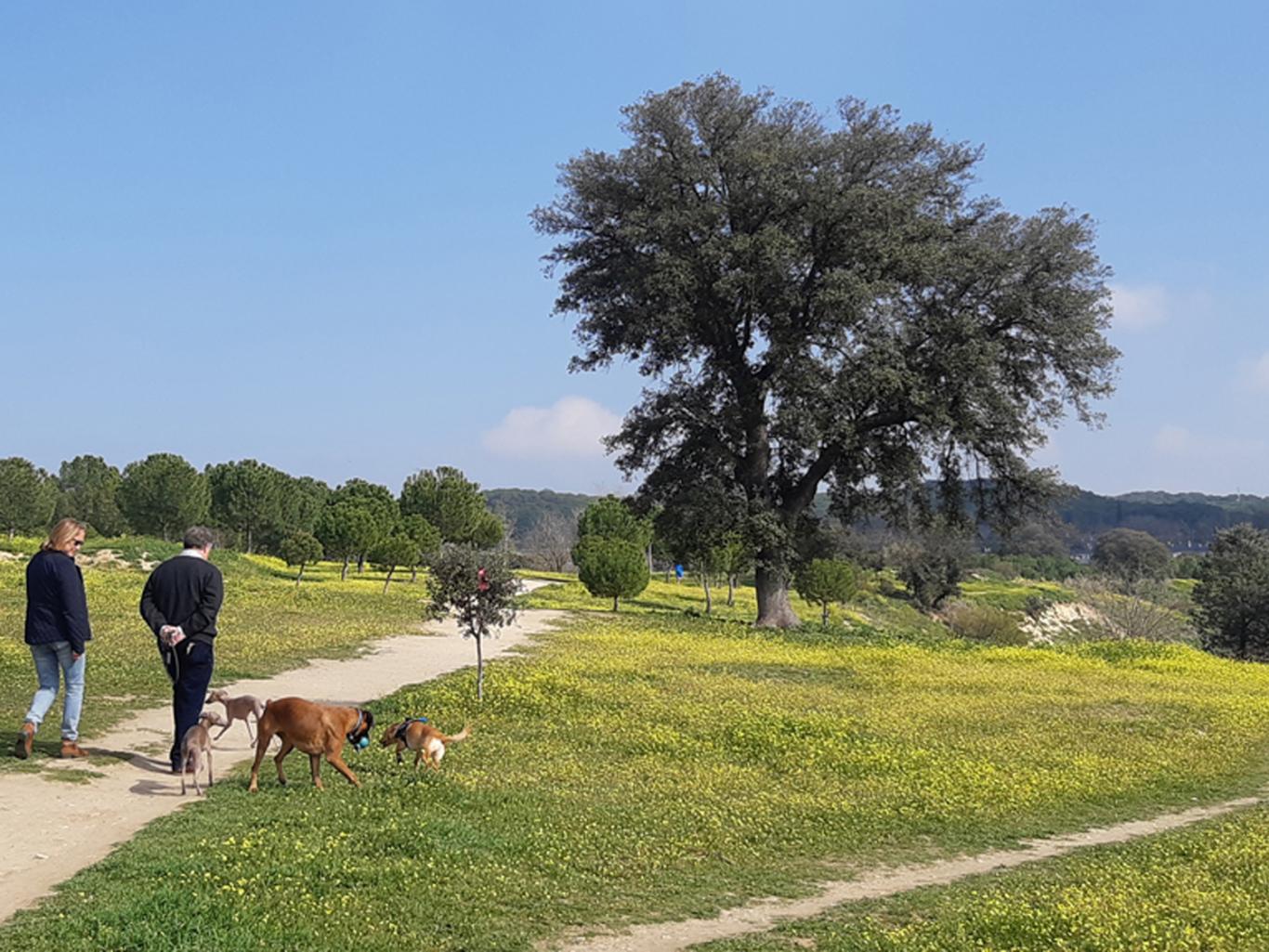 Dos personas acompañadas por perros paseando por un sendero en El Pardo