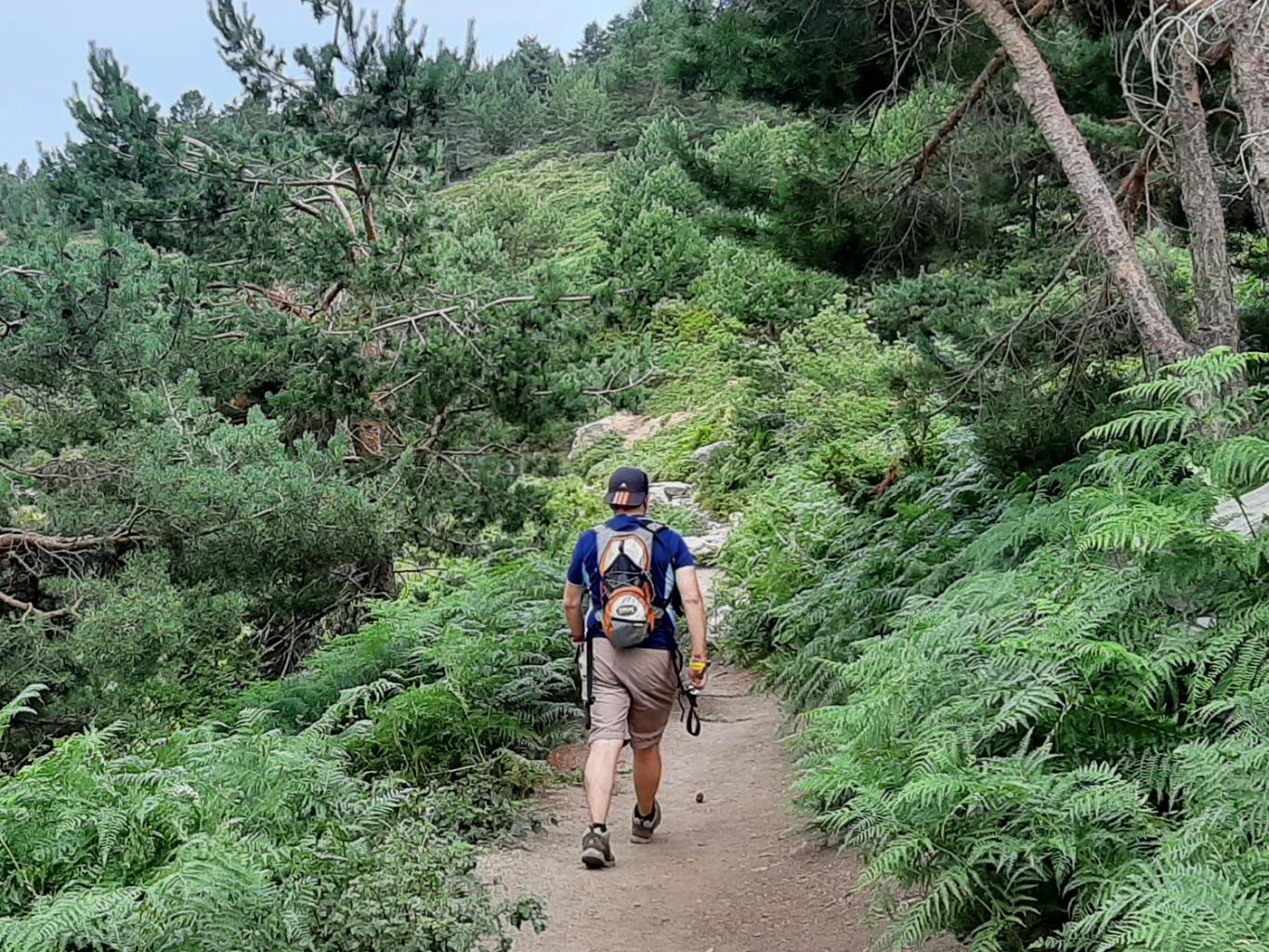 Senderista caminando en el bosque, en el kilómetro 13 de la Ruta Verde Peñalara