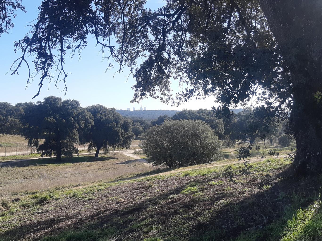 Vista del monte de El Pardo