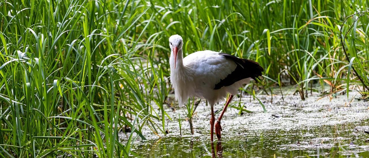 Reserva ornitológica Cigüeña blanca humedal