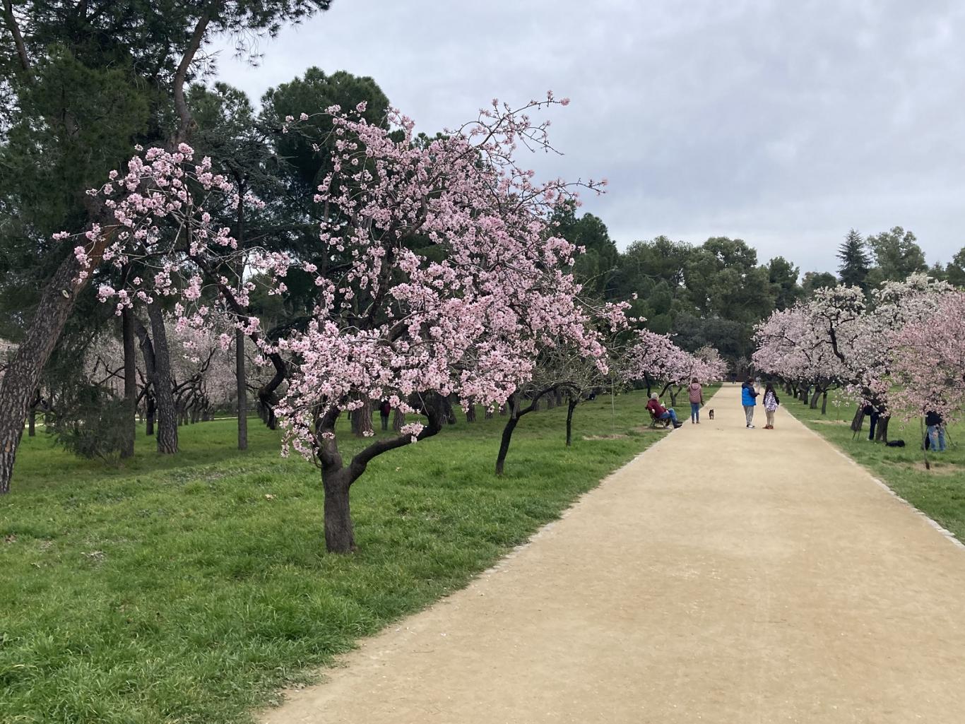 imagen de almendros en flor