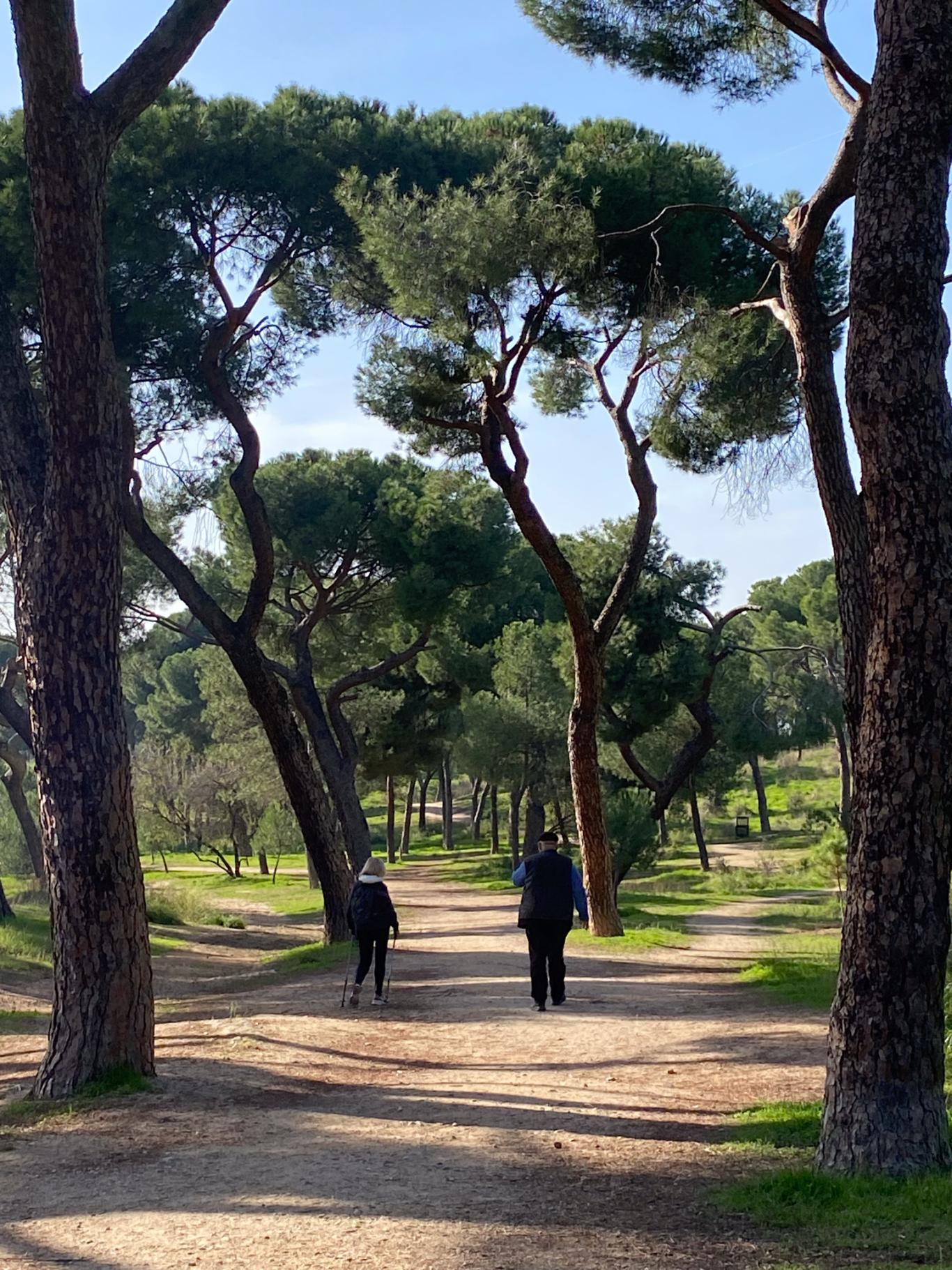 imagen pinar con dos personas caminando de espaldas