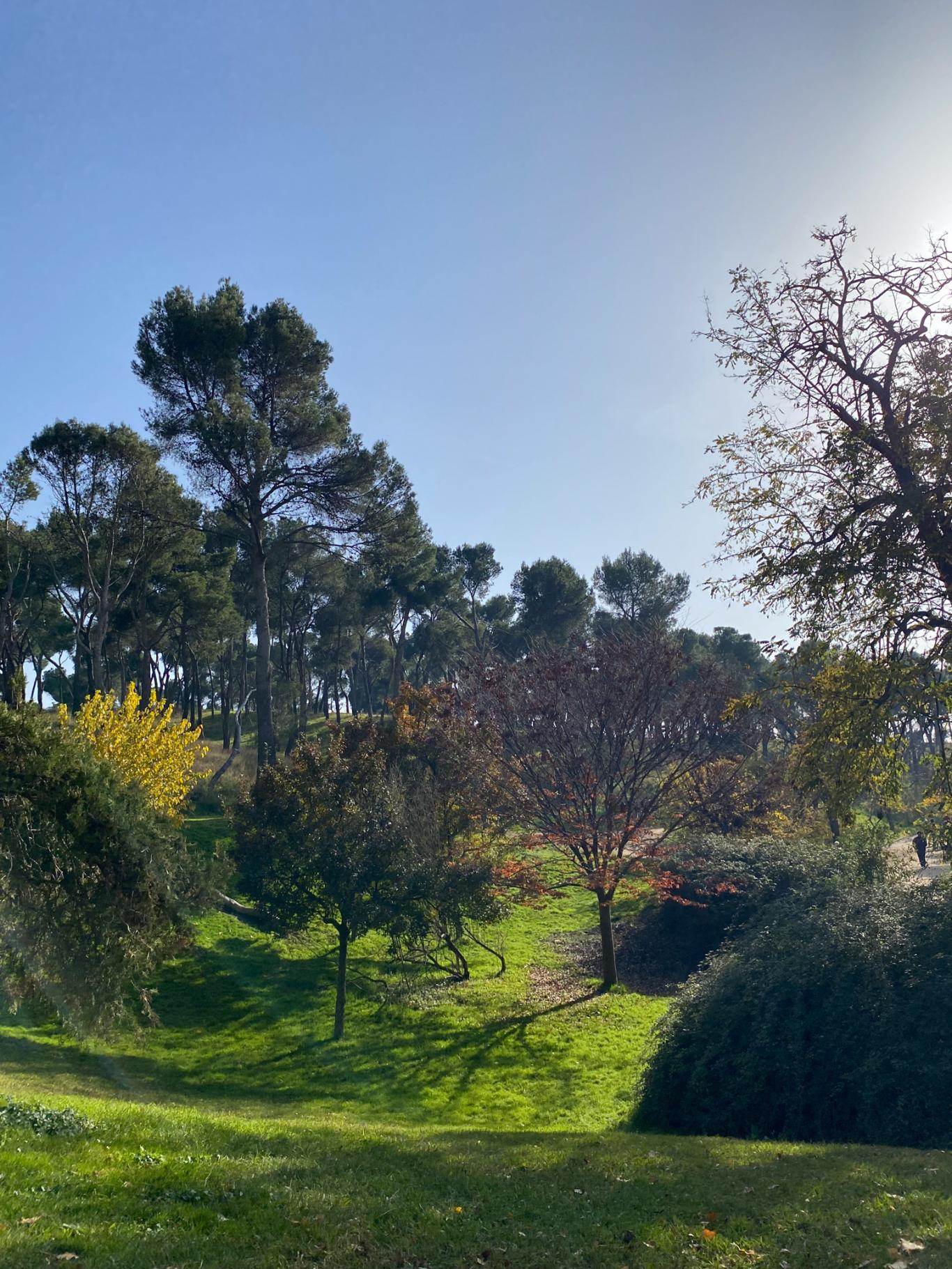parque arbolado en otoño