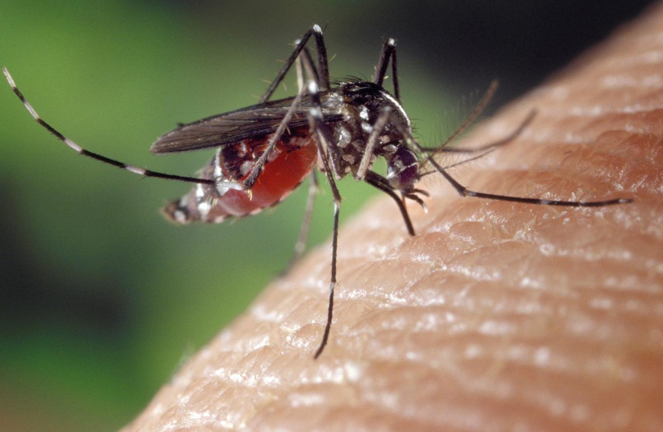 Imagen macro de un mosquito tigre chupando sangre