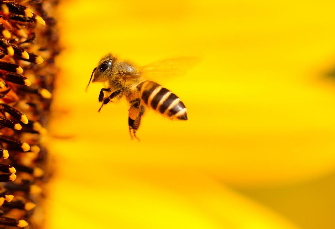 Abeja volando hacia una flor amarilla