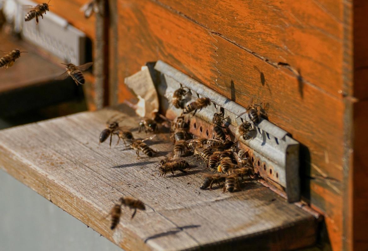Abejas entrando en su colmena