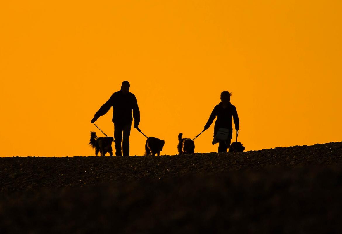 Contraluz al atardecer de dos personas llevando dos perros cada uno